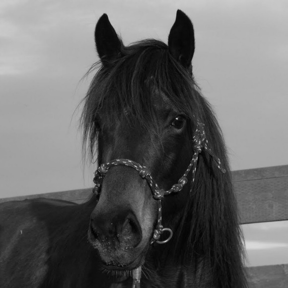 Meet your Posher, Kira - Picture 1 of 1